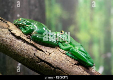 Zwei Weiße-lippigen Laubfrosch oder Giant Tree Frog oder Litoria infrafrenata aus Australien auf einem Ast Stockfoto