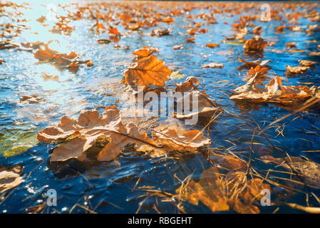 Die ersten Fröste, die Frost auf dem Gras und Blätter im Herbst in der Nähe des Teiches. Stockfoto