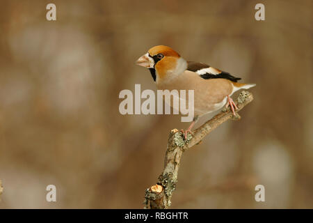 Kernbeißer Coccothraustes coccothraustes Stockfoto