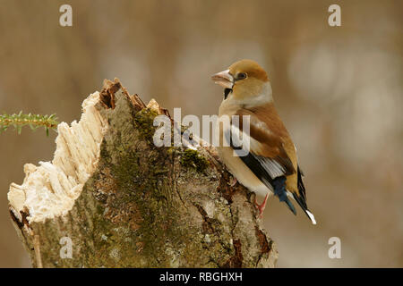 Kernbeißer Coccothraustes coccothraustes Stockfoto