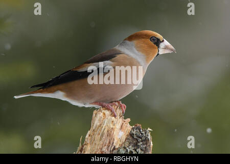 Kernbeißer Coccothraustes coccothraustes Stockfoto