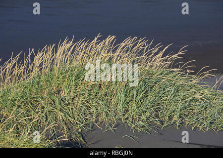 Strandroggen, Strand-Roggen, Blauer Helm, Arenarius Leymus arenarius Elymus, Weidelgras, Sand, Meer, Lyme Lyme Gras Gras, le Seigle de Mer, Le élyme d Stockfoto