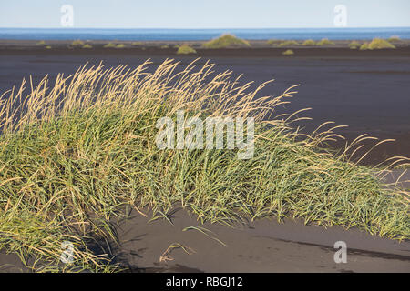 Strandroggen, Strand-Roggen, Blauer Helm, Arenarius Leymus arenarius Elymus, Weidelgras, Sand, Meer, Lyme Lyme Gras Gras, le Seigle de Mer, Le élyme d Stockfoto