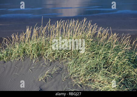 Strandroggen, Strand-Roggen, Blauer Helm, Arenarius Leymus arenarius Elymus, Weidelgras, Sand, Meer, Lyme Lyme Gras Gras, le Seigle de Mer, Le élyme d Stockfoto