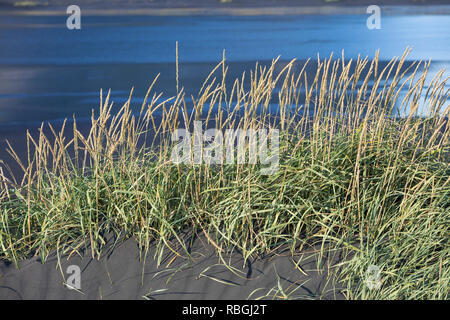 Strandroggen, Strand-Roggen, Blauer Helm, Arenarius Leymus arenarius Elymus, Weidelgras, Sand, Meer, Lyme Lyme Gras Gras, le Seigle de Mer, Le élyme d Stockfoto