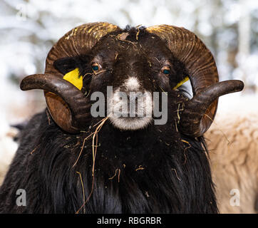 Skude Schafe im Winter Stockfoto