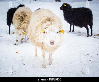 Skude Schafe im Winter Stockfoto