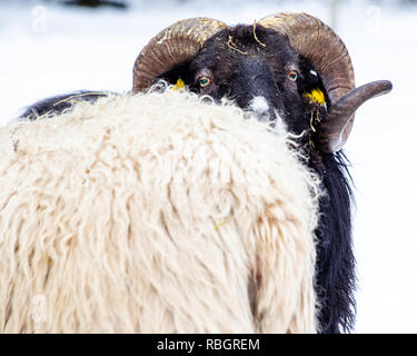 Skude Schafe im Winter Stockfoto