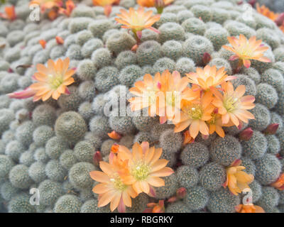 Rebutia heliosa ein Kaktus in Bolivien, Foto aus dem Botanischen Garten in Oslo, Norwegen Stockfoto