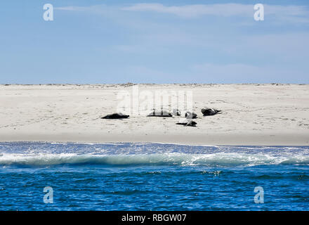 Sonnenbaden Dichtungen, Monomoy National Wildlife Refuge, Chatham, Cape Cod, Massachusetts, USA. Stockfoto