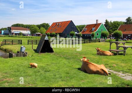 ZAANSE SCHANS, Niederlande - Juli 9, 2017: die Menschen besuchen Zaanse Schans Rinderfarm in den Niederlanden restauriert. Die beliebte Touristenattraktion hatte 1.6 Stockfoto