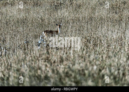Junge Rehe füttern Im eingezäunten Weide eines kommerziellen Deer Farm, LedgEnd Farm, Middlebury, Vermont, USA. Stockfoto