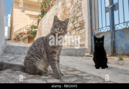 Süße Katzen sitzen in einem schmalen griechische Gasse, Syros, Kykladen, Griechenland Stockfoto