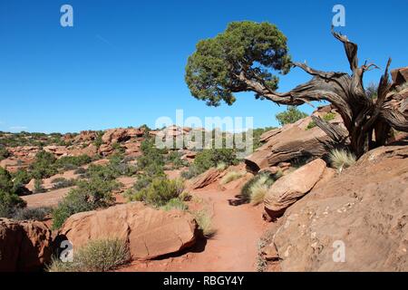 United States Natur - Canyonlands National Park in Utah. Insel im Himmel. Stockfoto