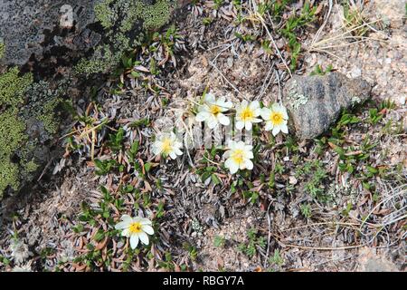 Natur im Rocky Mountain National Park in Colorado, USA. Wildblumen von Berg avens (Dryas octopetala) Arten, auch bekannt als weiße Dryas oder Weiß Stockfoto