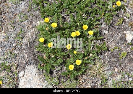 Natur im Rocky Mountain National Park in Colorado, USA. Wildblumen von Ross' avens (Geum Rossii) Arten, auch bekannt als alpine avens. Stockfoto
