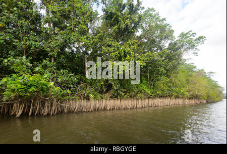 Freiliegende Mangrovenwurzeln entlang der Daintree River, Daintree Nationalpark und feuchten Tropen, Far North Queensland, FNQ, QLD, Australien Stockfoto