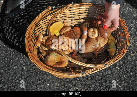 Frisch gepflückte Essbare kleine Pilze im Weidenkorb Stockfoto