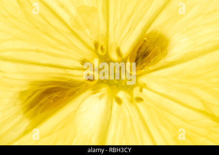 Frische Zitrone slice Detail Nahaufnahme mit Hintergrundbeleuchtung Stockfoto