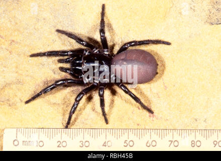 Blue Mountains Funnel-Web Spider Hadronyche versuta großen weiblichen höchst gefährliche Spinne aus Sydney Waschbecken Stockfoto