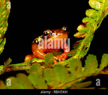 Golden Segge Reed Frog (Hyperolius puncticulatus) Stockfoto