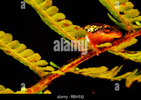 Golden Segge Reed Frog (Hyperolius puncticulatus) Stockfoto