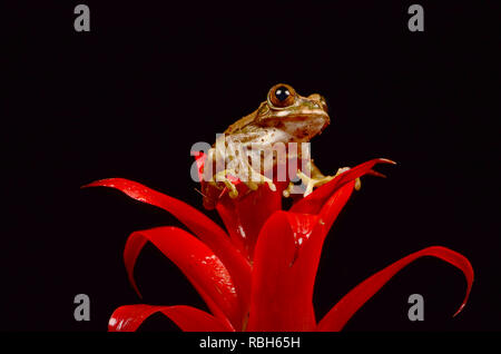 Peacock Laubfrosch (Leptopelis vermiculatus) Stockfoto