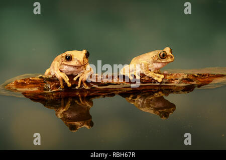 Peacock Laubfrosch-Duo (Leptopelis vermiculatus) Stockfoto