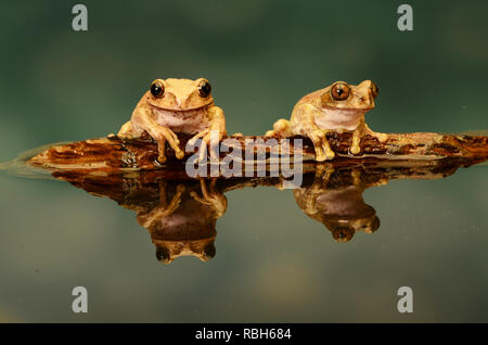 Peacock Laubfrosch-Duo (Leptopelis vermiculatus) Stockfoto