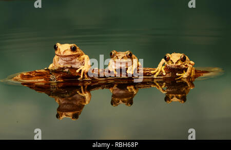 Peacock Laubfrosch - Trio (Leptopelis vermiculatus) Stockfoto