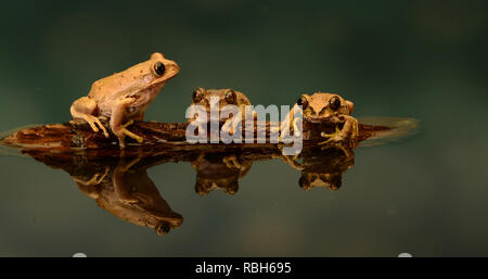 Peacock Laubfrosch - Trio (Leptopelis vermiculatus) Stockfoto