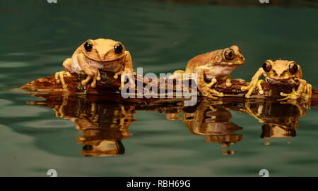 Peacock Laubfrosch - Trio (Leptopelis vermiculatus) Stockfoto