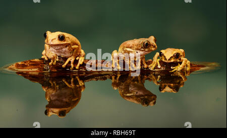 Peacock Laubfrosch - Trio (Leptopelis vermiculatus) Stockfoto