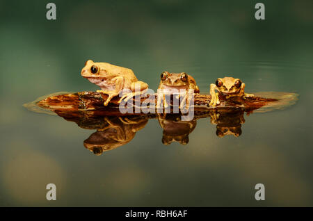 Peacock Laubfrosch - Trio (Leptopelis vermiculatus) Stockfoto