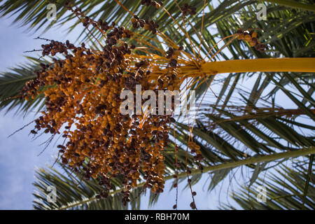 Termine hängen von Zweigniederlassungen der Früchte tragende Palme. Frisch grün Blatt Wedel Screening die Sonne vom blauen Himmel. Einige Fruchtarten sind reif Bereit zu E Stockfoto