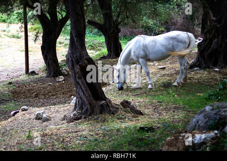 Tier mit Zaum allein im Wald. White Horse Beweidung in Waldgebiet. Dunkle alter Baum um die Stute. Schmutziger Sand und trockenen Boden verstreut auf der Farm Stockfoto