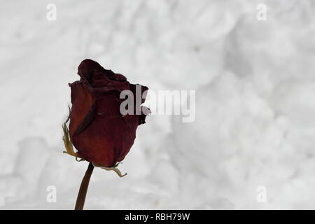 Trocken rote Rose, Schnee im Hintergrund Stockfoto