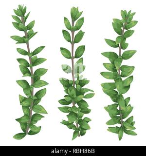 Satz von Silhouetten einer Zweige Buchsbaum (buxus) auf weißem Hintergrund. Vector Illustration Stock Vektor