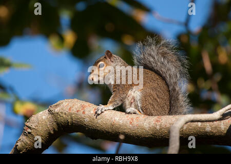 Graue Eichhörnchen (Sciurus carolinensis) oben sitzen, hoch auf einem Baum. Tipperary, Irland Stockfoto