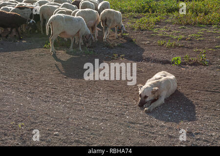 Schäferhund Schlaf- und Schafherde grasen, horizontale full frame Stockfoto