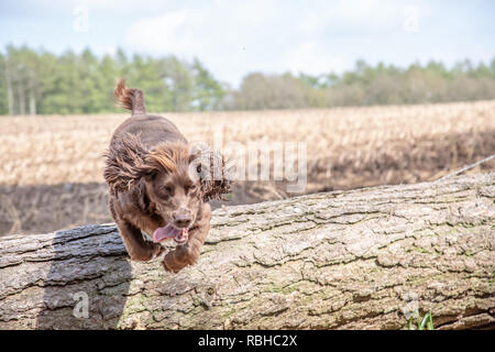 Eine Arbeitsgruppe Cocker Spaniel hund springt über einen umgestürzten Baumstamm gegen offene Felder Stockfoto