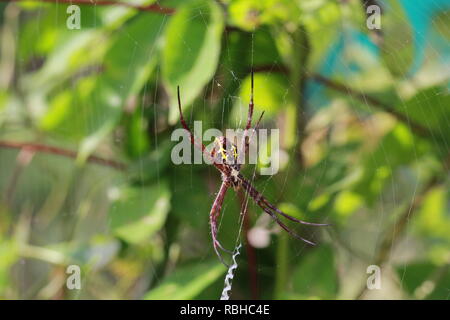 Spinnen, Nester Stockfoto