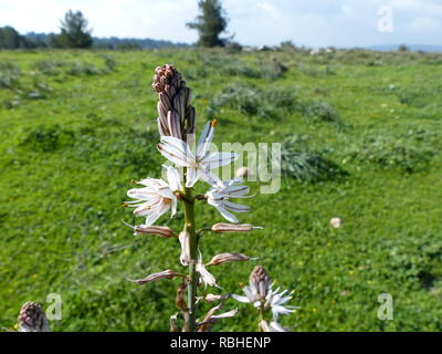 Asphodelus ramosus, auch bekannt als verzweigte Asphodel, ist eine mehrjährige Kraut in den Asparagales bestellen. In Israel im Januar fotografiert. Stockfoto