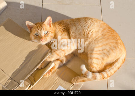 Furry ginger Cat in der Sonne liegen und spielen mit Karton Stockfoto