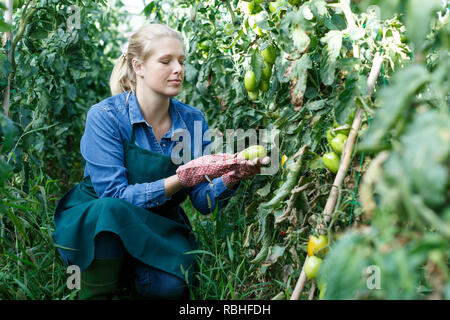 Junge weibliche Arbeitnehmer, die die wachsende Tomaten bei der Gartenarbeit im Gewächshaus Stockfoto