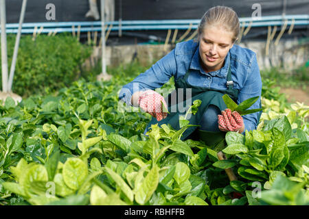 Junge Frau Gärtner im Vorfeld der Arbeit mit Malabar Spinat im Treibhaus. Stockfoto