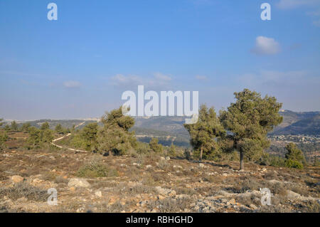 Pinus halepensis, allgemein bekannt als Aleppo Kiefer, ist ein Kiefer native in den Mittelmeerraum. Die Palette reicht von Marokko, Algerien und Spanien n Stockfoto