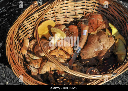 Frisch gepflückte Essbare kleine Pilze im Weidenkorb Stockfoto