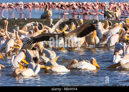 Pelikan an. Kenia, Afrika Stockfoto
