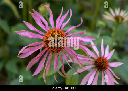 Kunst Stillleben outdoor Blumen Makro einer offenen isolierten pink orange Coneflower/echinacea blühen auf natürliche verschwommenen Hintergrund Stockfoto